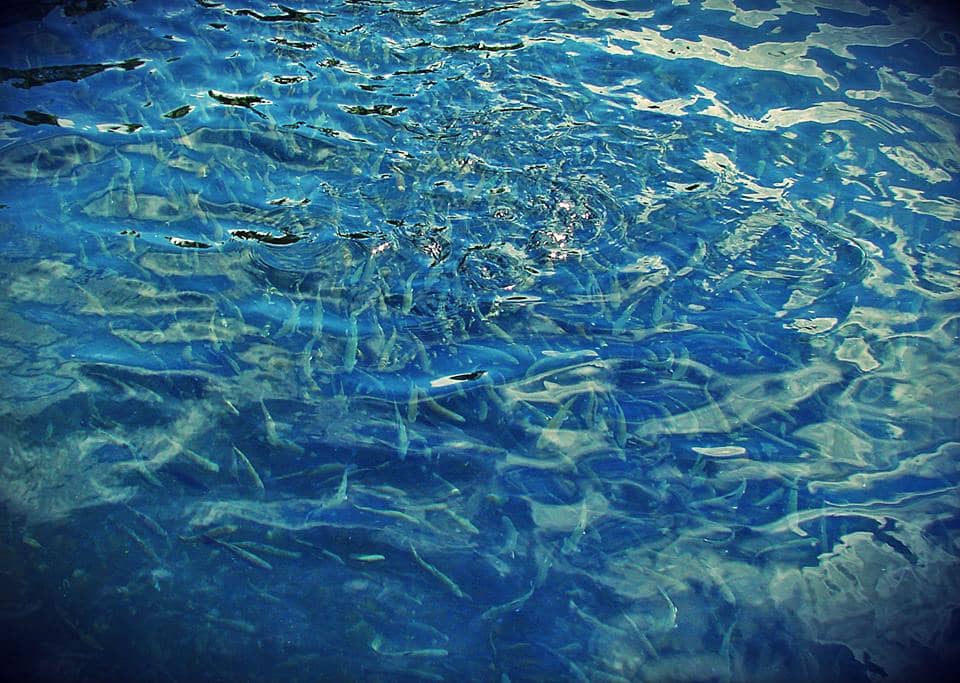 pastravi de crescatorie