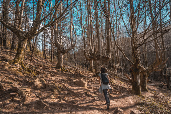 trasee în pădure