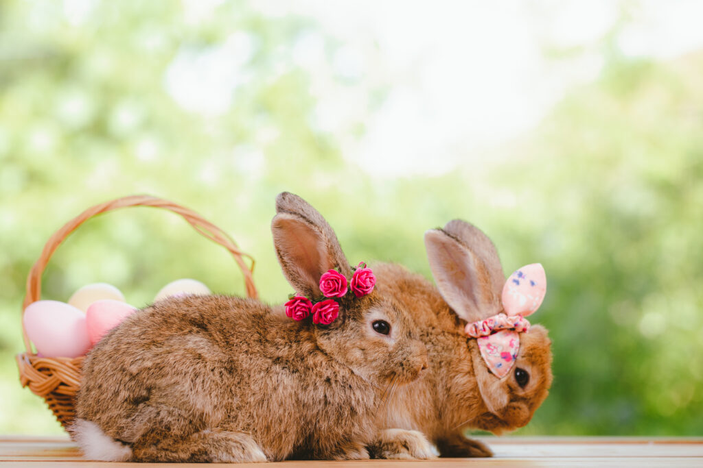 easter bunny and eggs on green grass outdoor cute 2026 01 09 09 29 57 utc