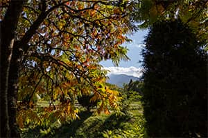 Herbstzweige umrahmen eine sonnige Wiese und ferne Berge