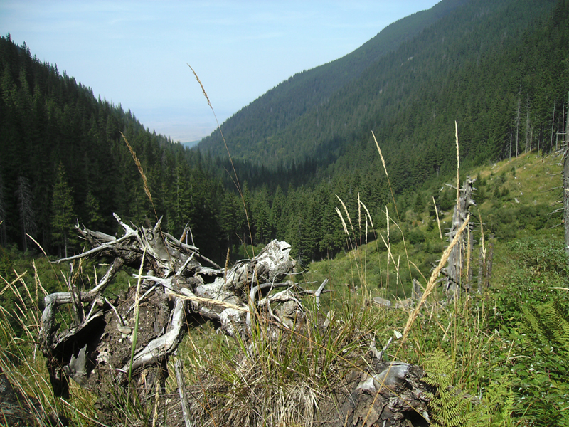 Landschaft im Naturschutzgebiet Arpășel