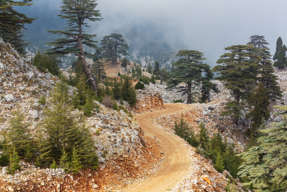 Bergstraße, die sich im Nebel zwischen Tannen und Felsen hindurchwindet