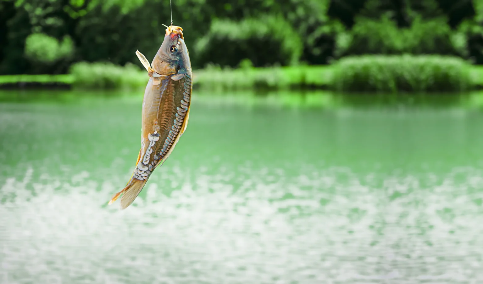 A carp on the hook, above the water