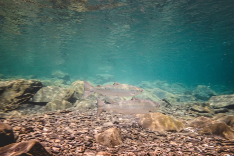 Two fish in the clear water of the river, above the gravel