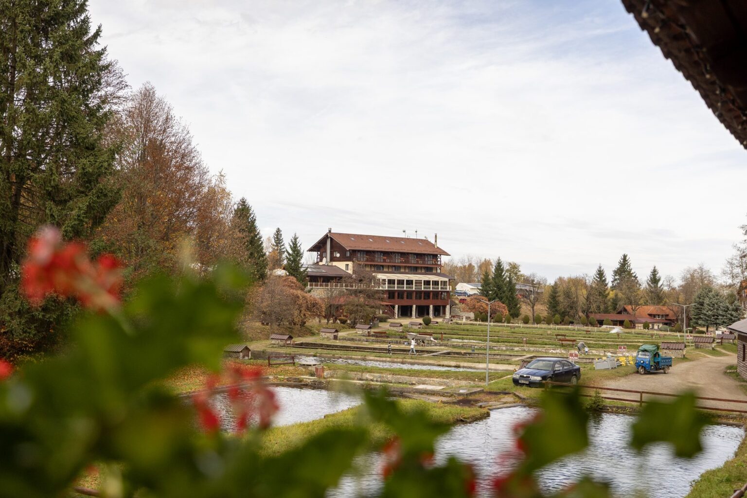 Complexul văzut printre flori roșii