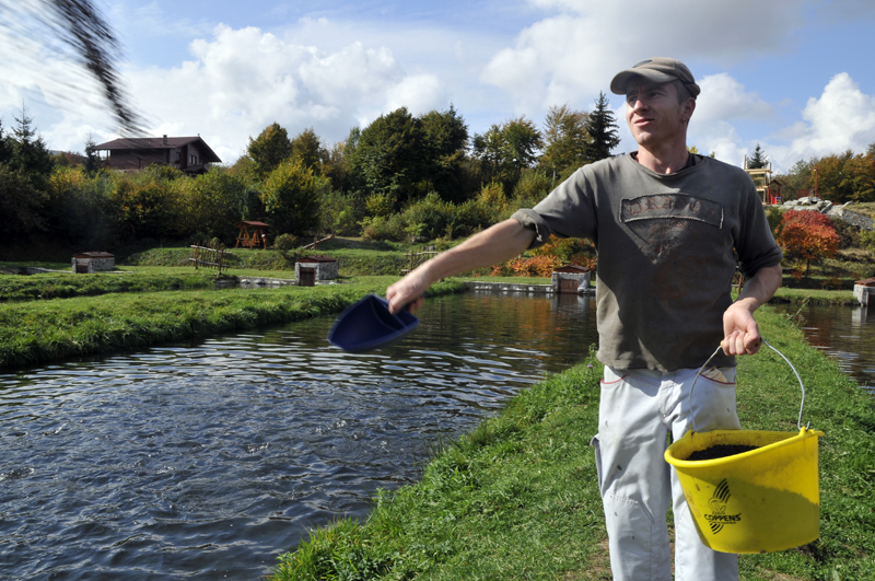 hranirea-pastravilor